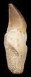 Rooted Mosasaur Tooth - Morocco #38179-1